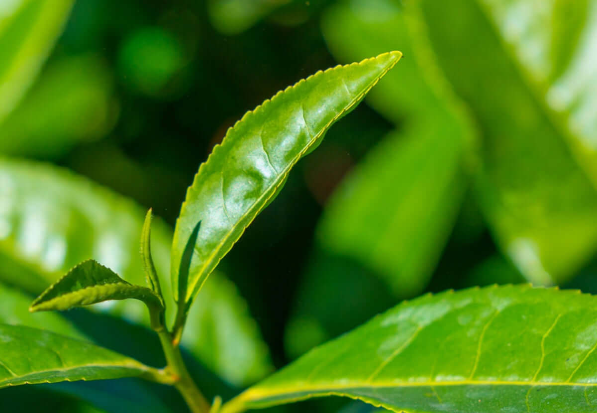 Vibrant green tea leaves, representing antioxidant-rich skin protection and calming effects