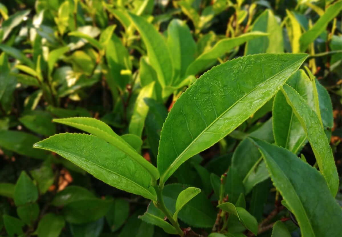 Fresh green tea leaves symbolizing Camellia Sinensis antioxidant and soothing properties