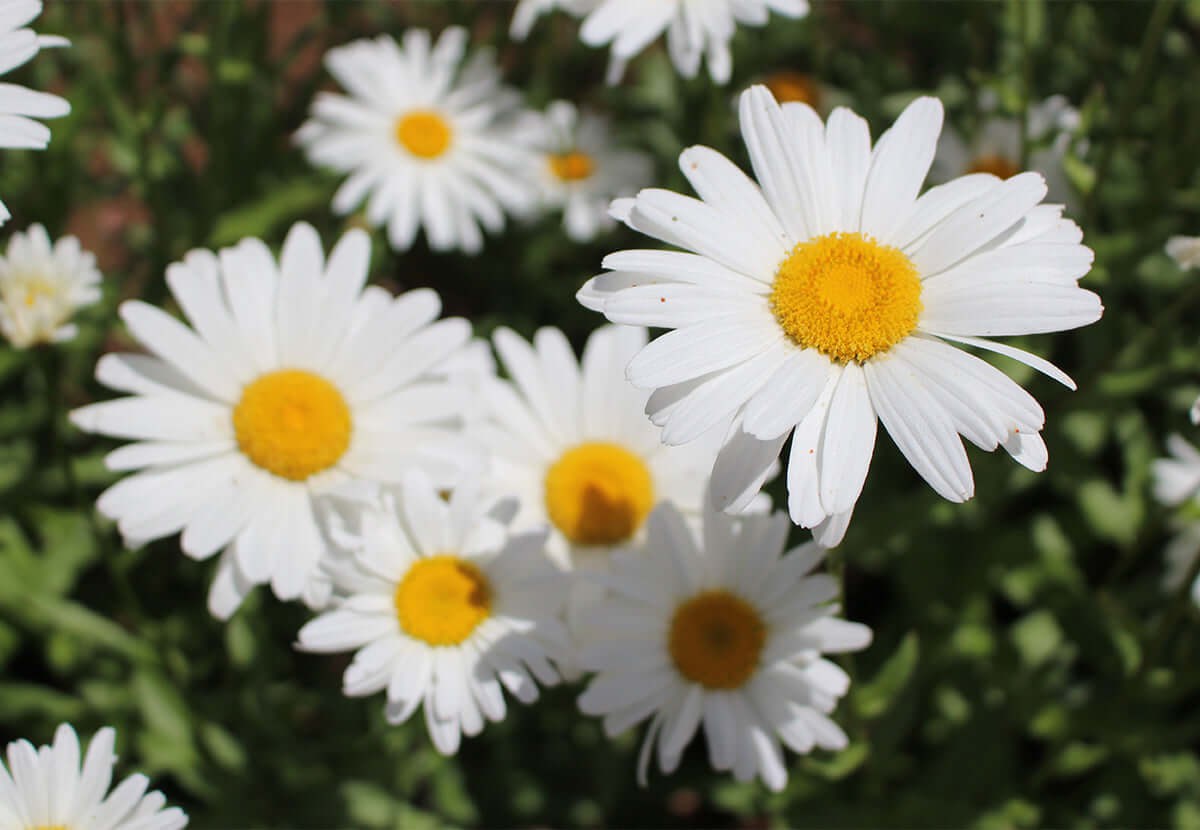 Fresh white chamomile flowers with yellow centers, symbolizing gentle skin soothing properties