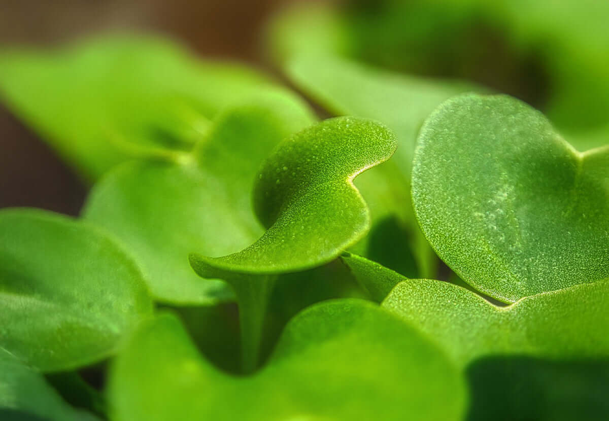 Fresh green centella asiatica leaves, symbolizing natural skin healing and soothing properties