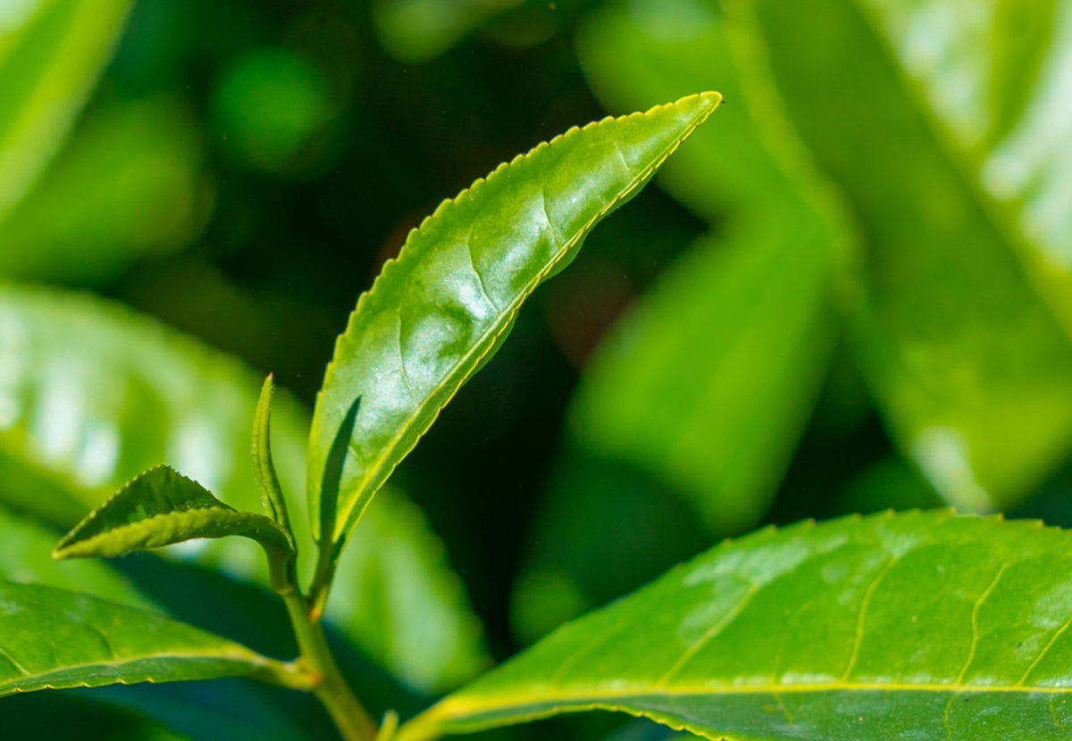 Green Tea Extract