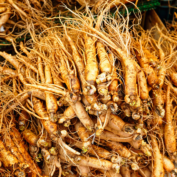 Ginseng