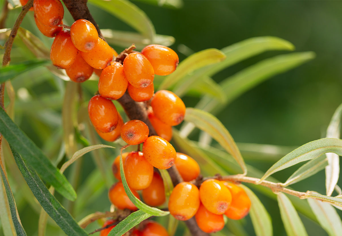 Hippophae Rhamnoides (Sea Buckthorn) Fruit