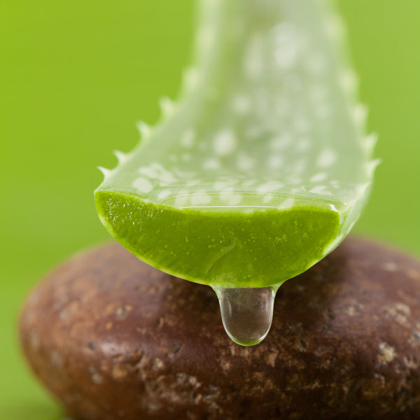 Aloe vera