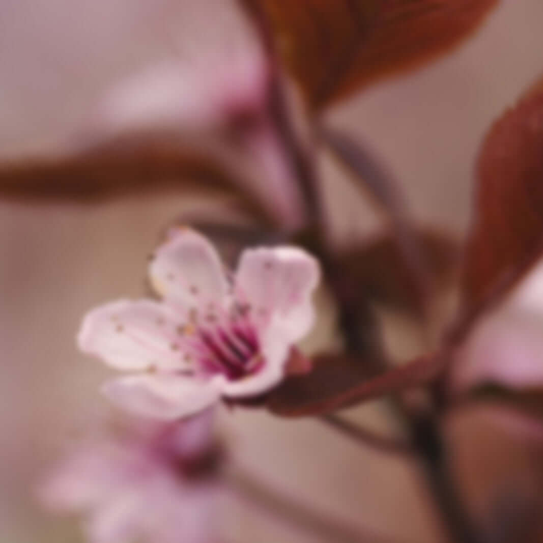 Almond Calm Face Oil