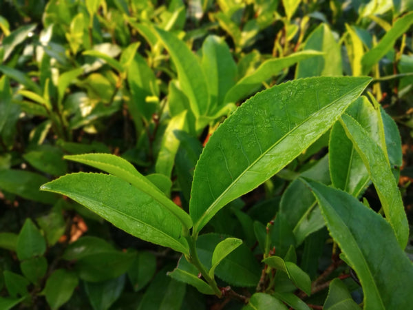 Camellia Sinensis Leaf