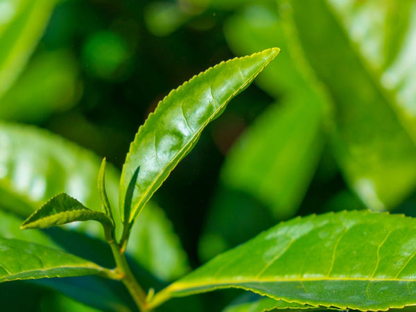 Green Tea Extract