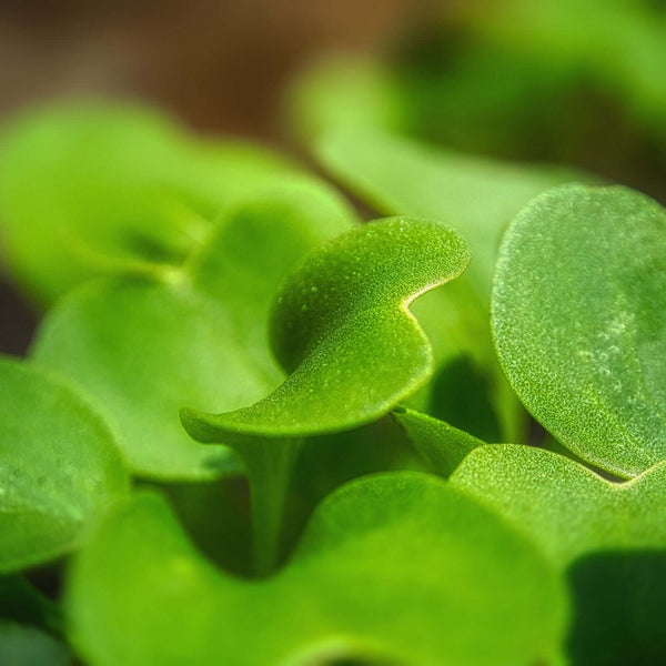 Centella Asiatica