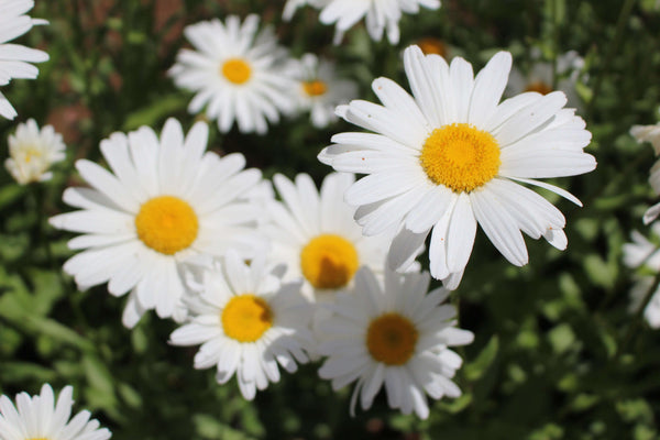 Chamomile Extract