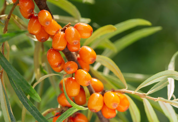 Hippophae Rhamnoides (Sea Buckthorn) Fruit 